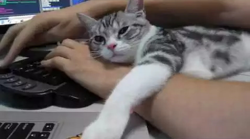 Teemo_the_kitten.png