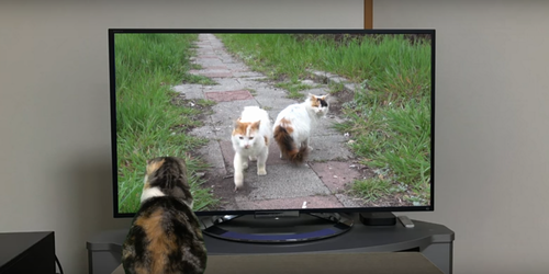 Cat_jumped_out_from_the_TV.png