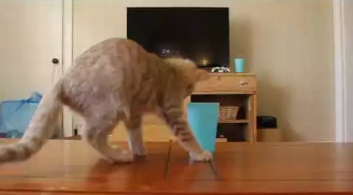 Kitten_learning_about_cups.png