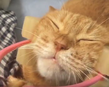 cat_massage_tool.png