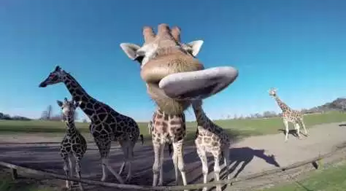 How_long_is_your_tongue.png