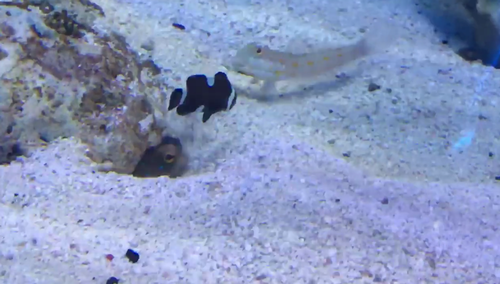Having_some_fun_at_Seaside_Tropical_Fish.png