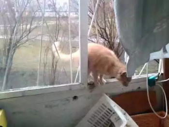 spider_cat.png