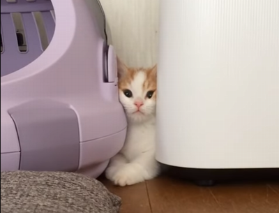 cat_sinks_between.png