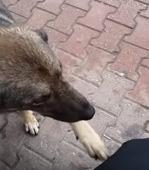 Stray_dog_wants_to_be_loved.png