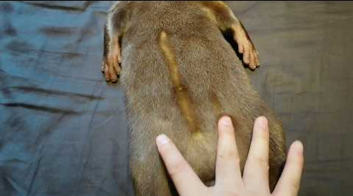 otter_belly.png