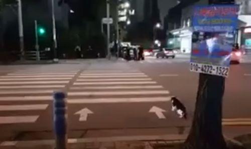 Cat_Traffic_Light_to_Safely.jpg