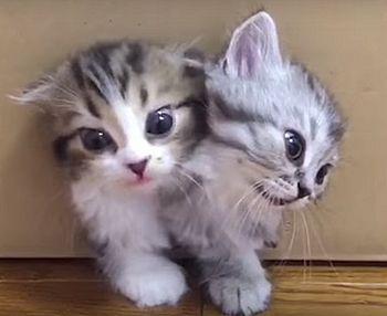 Kittens_Come_Out_of_Box.jpg