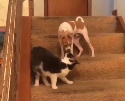 cat-accidently-activates-dogs-turbocharger.jpg