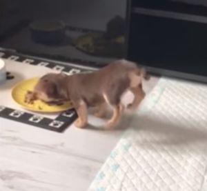 Puppy_Does_Handstands_Every_Time_He_Eats.jpg