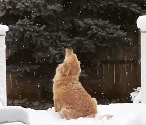 Catching_her_first_snow_of_the_season.jpg