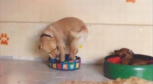 Wanna_Trade_Dog_Beds.jpg