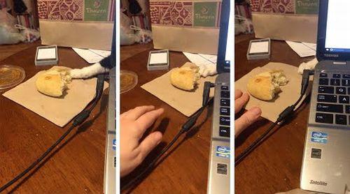 Cat_Steals_Food_From_Table.jpg