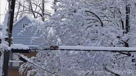 SQUIRREL_SNOW_REMOVAL.jpg