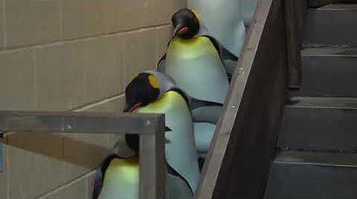 Darth_Penguin.jpg