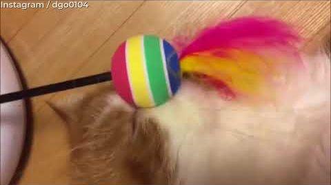 cat_doesnot_care.jpg