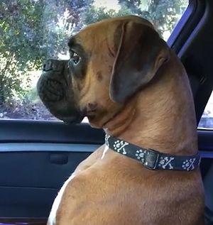 When_a_boxer_pouts.jpg