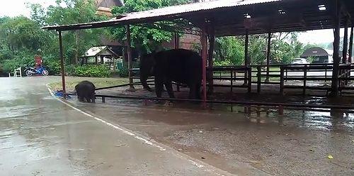 Baby_elephant.jpg