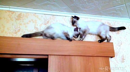 Cats_always_find_a_way.jpg