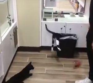 Cat_Dunks_Self_into_Trashcan.jpg
