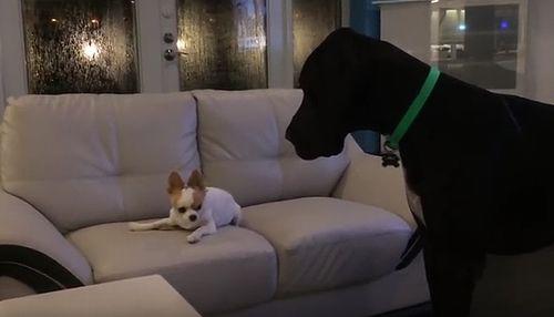 grate_dane_chihuahua.jpg