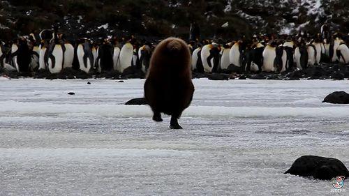 cute_king_penguin_chick.jpg