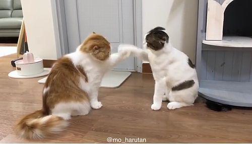mo_harutan.jpg
