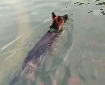 king_of_the_fish.jpg