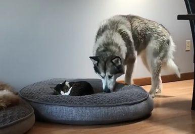 Weird_doggo.jpg