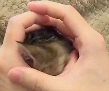 hallo_kitty.jpg