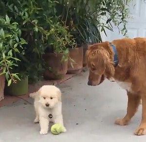 Golden_pups.jpg