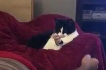 Cat_fidget_spinning.jpg