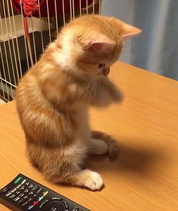 Little_kitty_likes_fishy.jpg