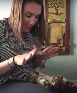 Kitten_Copies_Human_While_Playing.jpg