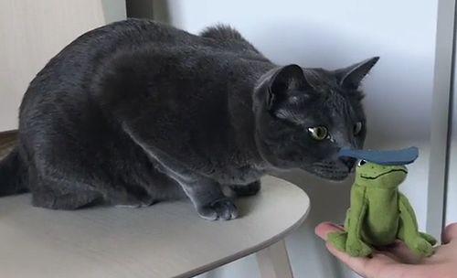 jenga_cat.jpg