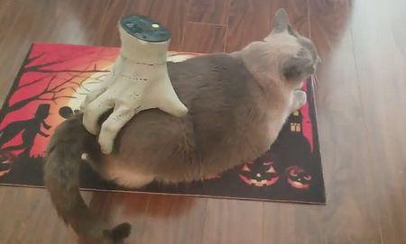 Kiko_is_getting_into_the_Halloween_spirit.jpg