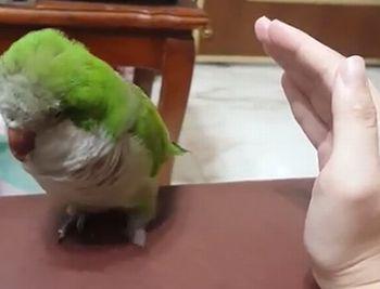 Bird_in_Need_of_Cuddles.jpg