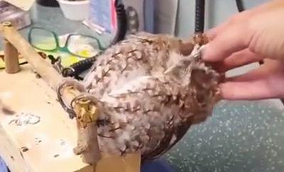 cute_owl.jpg