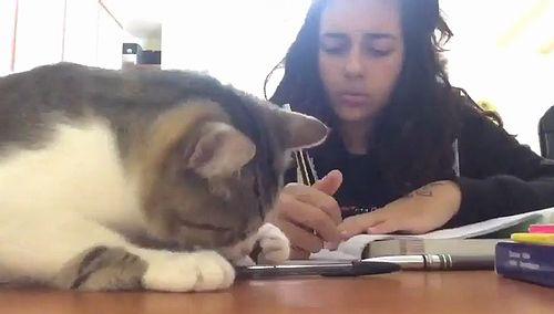 my_sister_is_trying_to_study.jpg