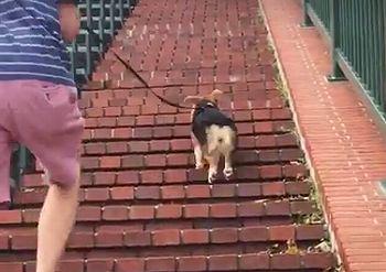 corgi_jumps_up.jpg
