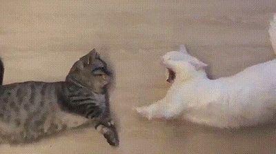 cat_yawns.jpg