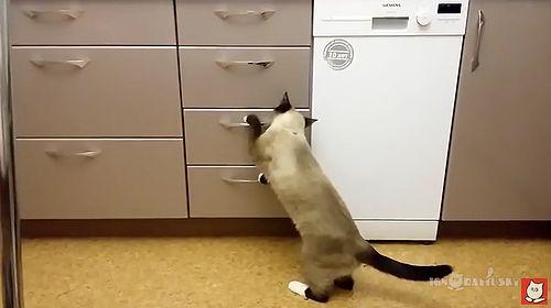All_cats_are_different.jpg