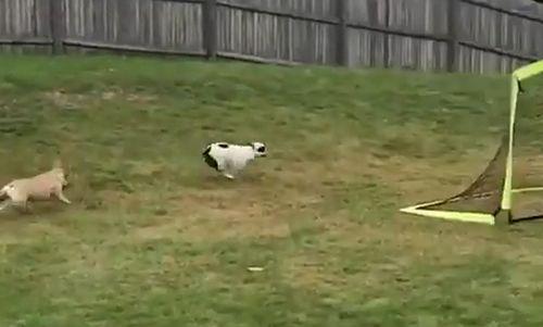 dog_gets_stuck_in_goal.jpg