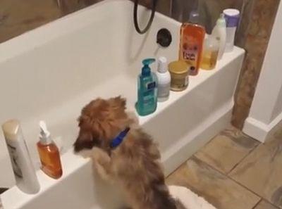 puppy_doing_cats_thing.jpg