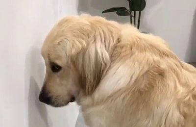 most_guilty_face.jpg