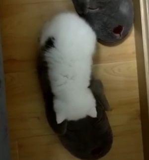 Cats_can_fit_everywhere.jpg