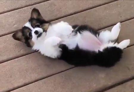 stuck_pupper.jpg