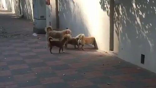 secret_dogs.jpg