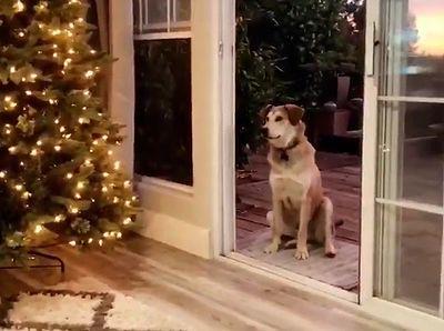 let_me_in_dog.jpg