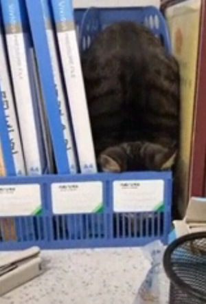 cat_file.png
